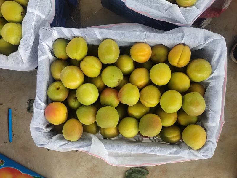 山西运城夏县金太阳杏大量上市，提供包装，质量保证