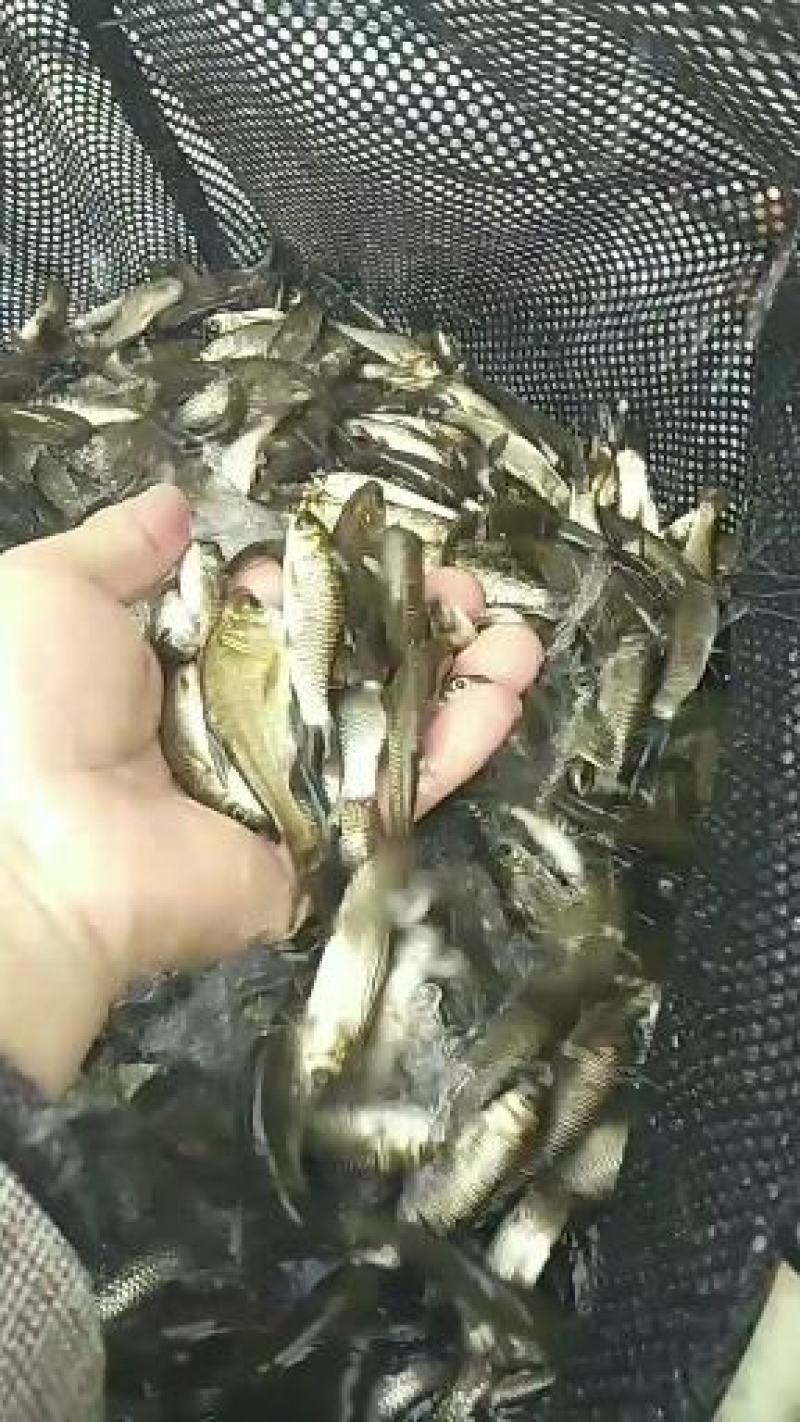 新一代长江抗病草鱼苗，各种鱼苗，包配送，死亡包赔，