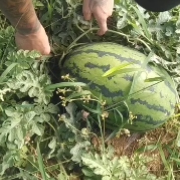 精品甜王，绿宝，场地直销大量有货，量大优先