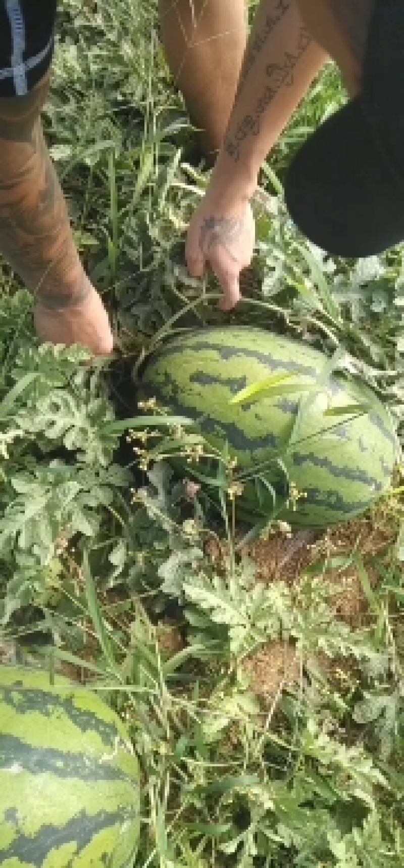 精品甜王，绿宝，场地直销大量有货，量大优先