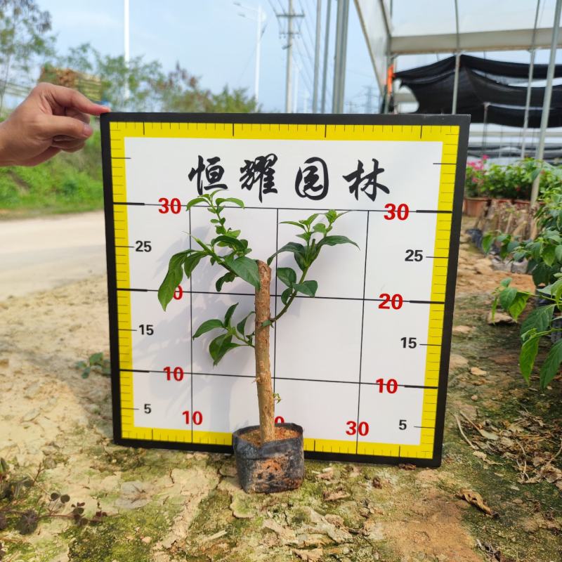 【云南紫三角梅云南紫勒杜鹃】各种规格欢迎合作详谈
