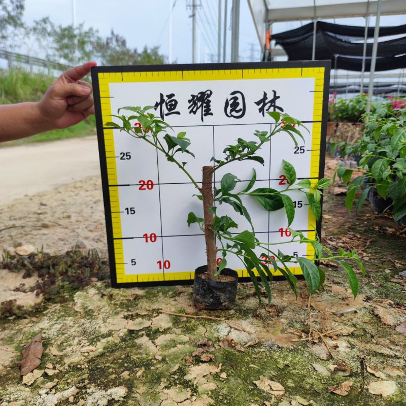 【云南紫三角梅云南紫勒杜鹃】各种规格欢迎合作详谈