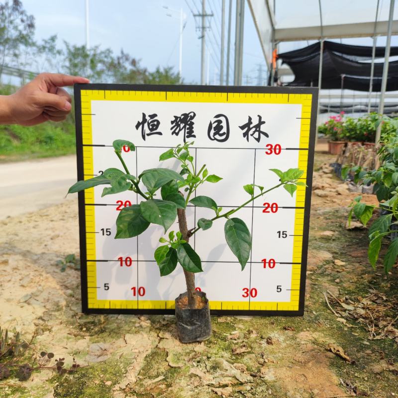 【云南紫三角梅云南紫勒杜鹃】各种规格欢迎合作详谈