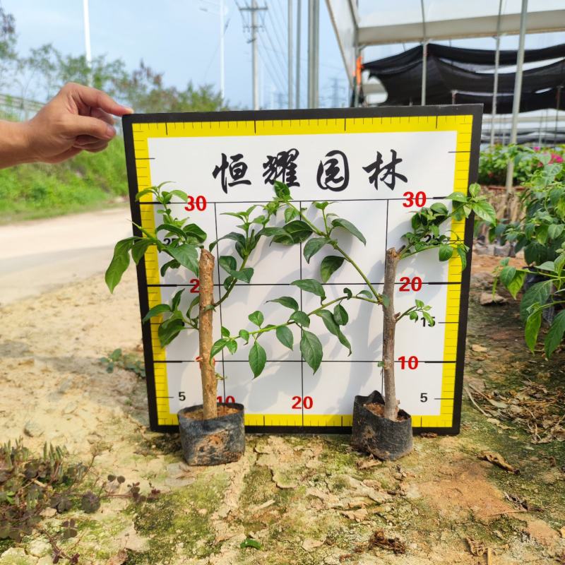 【云南紫三角梅云南紫勒杜鹃】各种规格欢迎合作详谈