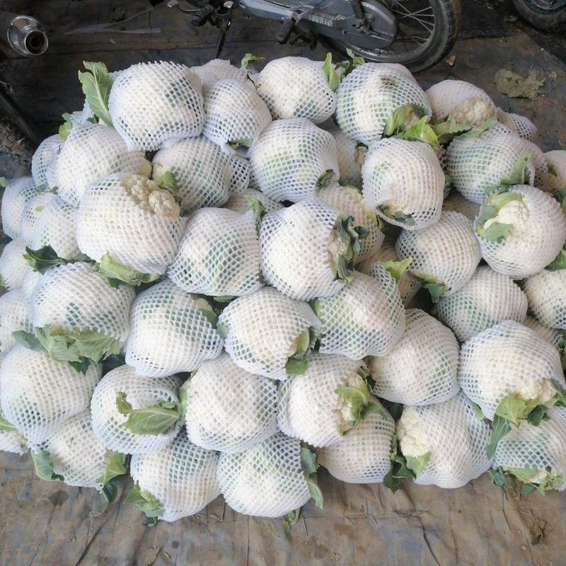 甘肃临洮精品花菜，个头均匀。发往全国，品质优良。欢迎采购