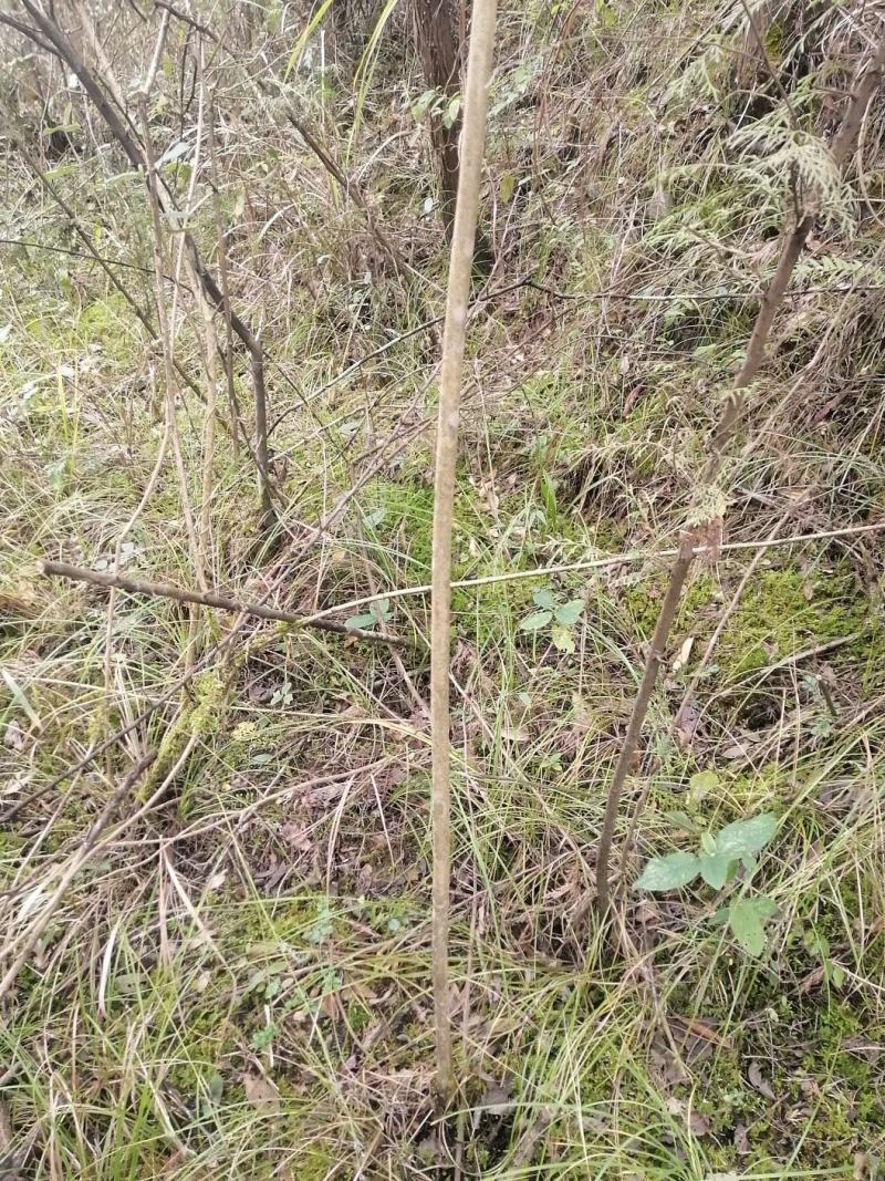 黄荆条，荆条苗，黄荆条苗，黄荆疙瘩，蜜源植物，护坡植物，