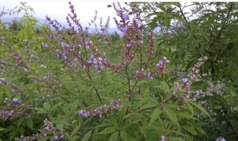 黄荆条，荆条苗，黄荆条苗，黄荆疙瘩，蜜源植物，护坡植物，