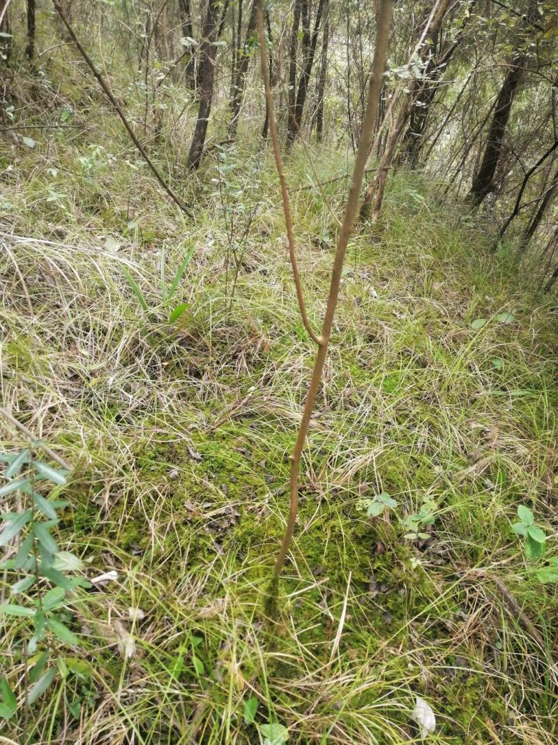 黄荆条，荆条苗，黄荆条苗，黄荆疙瘩，蜜源植物，护坡植物，
