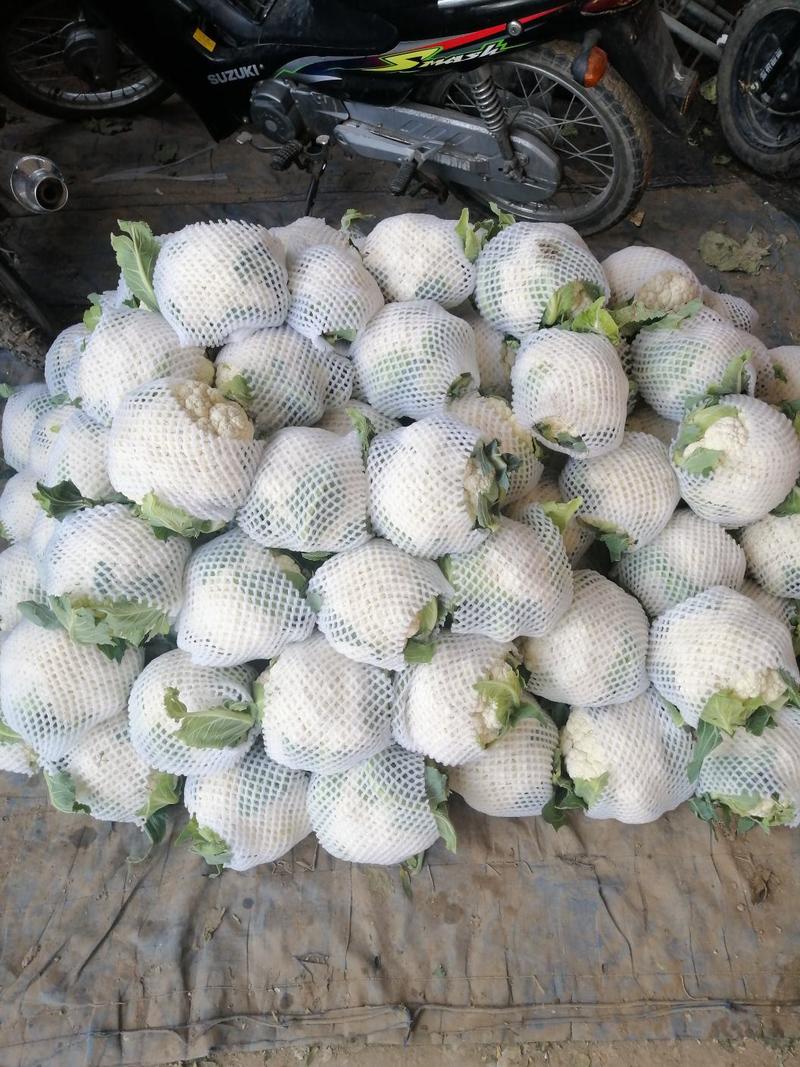 甘肃临洮精品花菜，个头均匀。发往全国，品质优良。欢迎采购