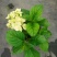 大花品种绣球无尽夏八仙花180/1加仑爆米花蓝色妈妈