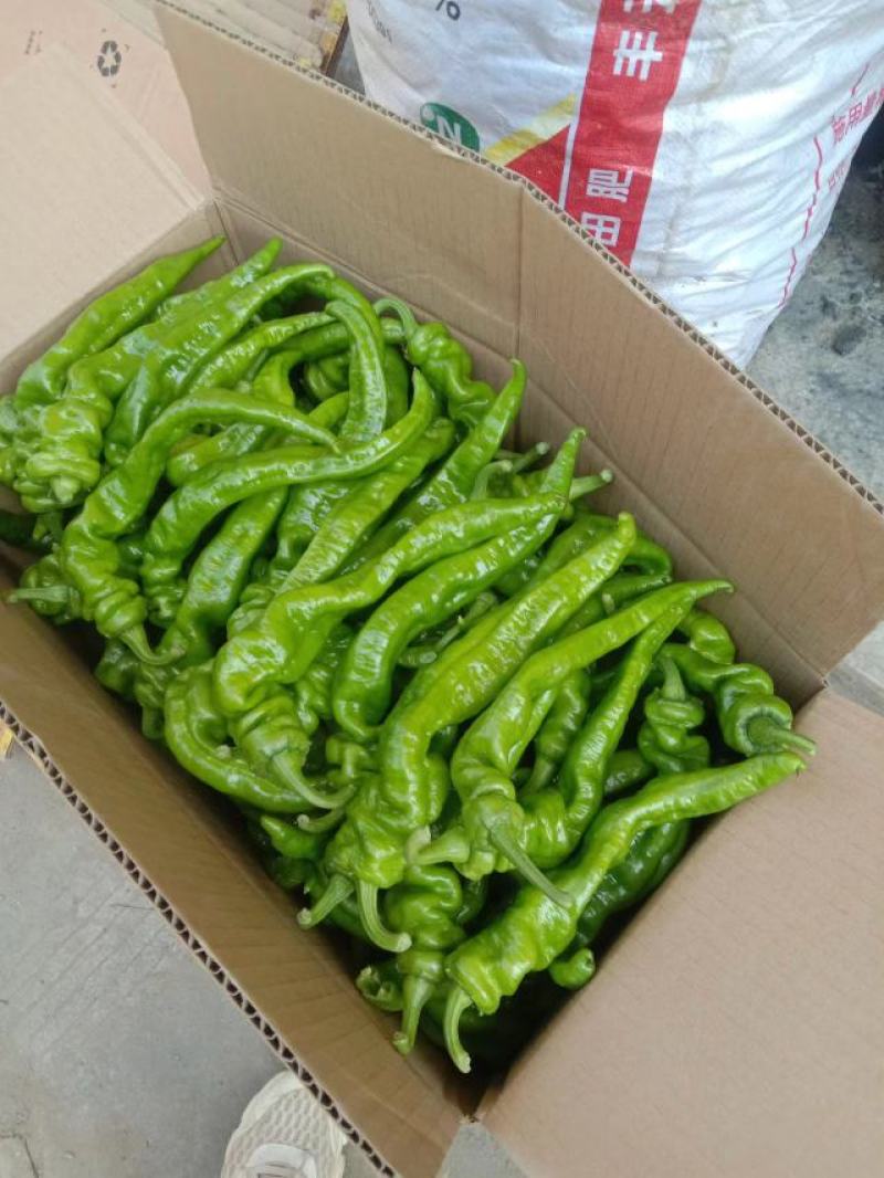 螺丝椒