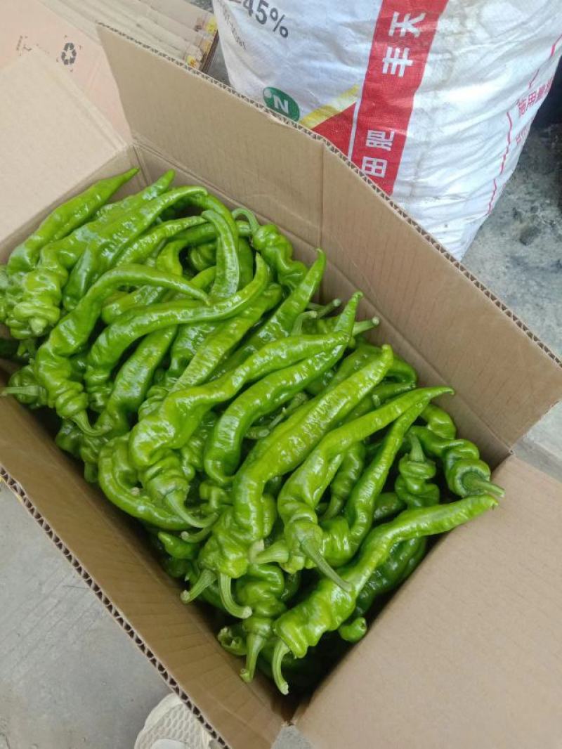 螺丝椒