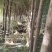 白腊