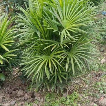 重庆巴南区棕竹.小叶棕竹大量批发价格美丽质量好