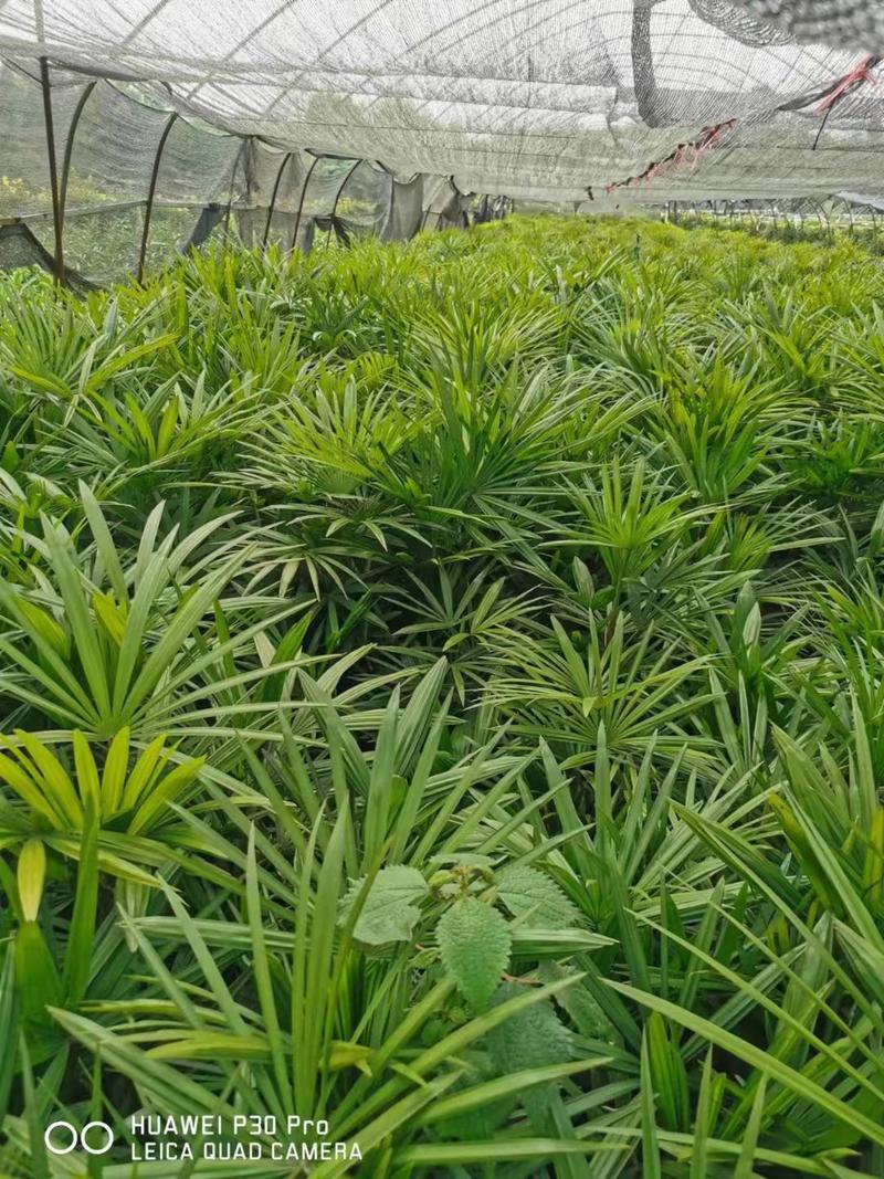 重庆巴南区棕竹.小叶棕竹大量批发价格美丽质量好