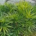 重庆巴南区棕竹.小叶棕竹大量批发价格美丽质量好