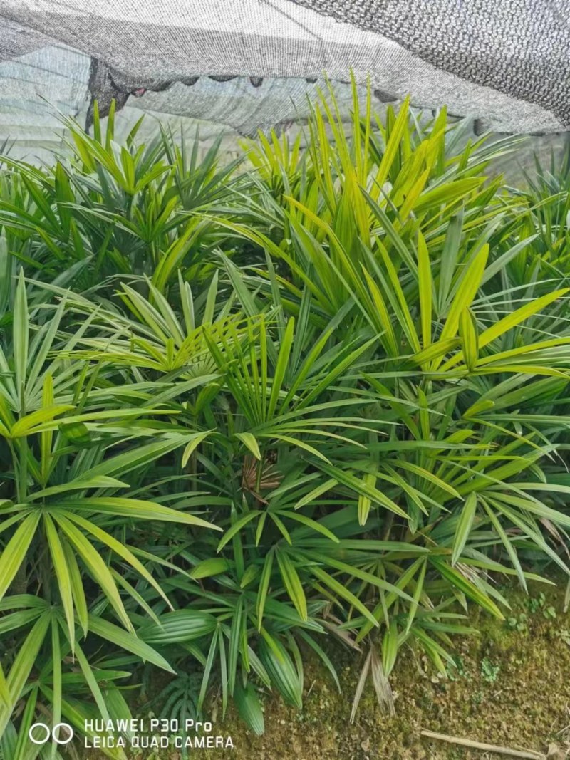 重庆巴南区棕竹.小叶棕竹大量批发价格美丽质量好