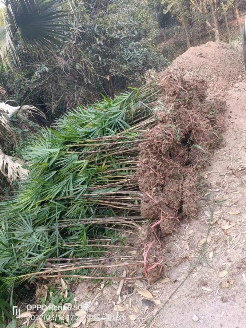 重庆巴南区棕竹.小叶棕竹大量批发价格美丽质量好