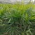 重庆巴南区棕竹.小叶棕竹大量批发价格美丽质量好