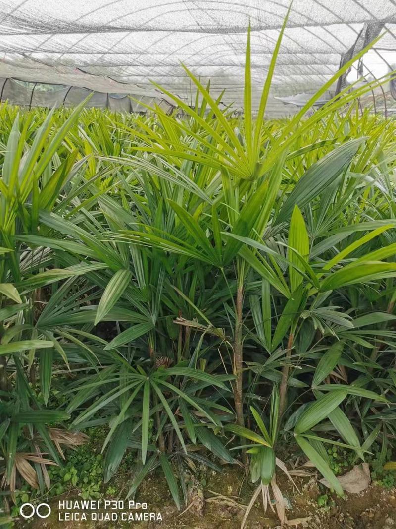 重庆巴南区棕竹.小叶棕竹大量批发价格美丽质量好