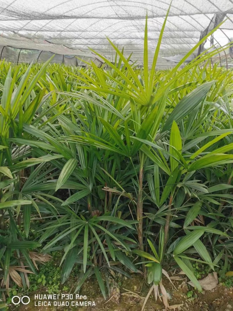 重庆巴南区棕竹.小叶棕竹大量批发价格美丽质量好