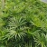重庆巴南区棕竹.小叶棕竹大量批发价格美丽质量好