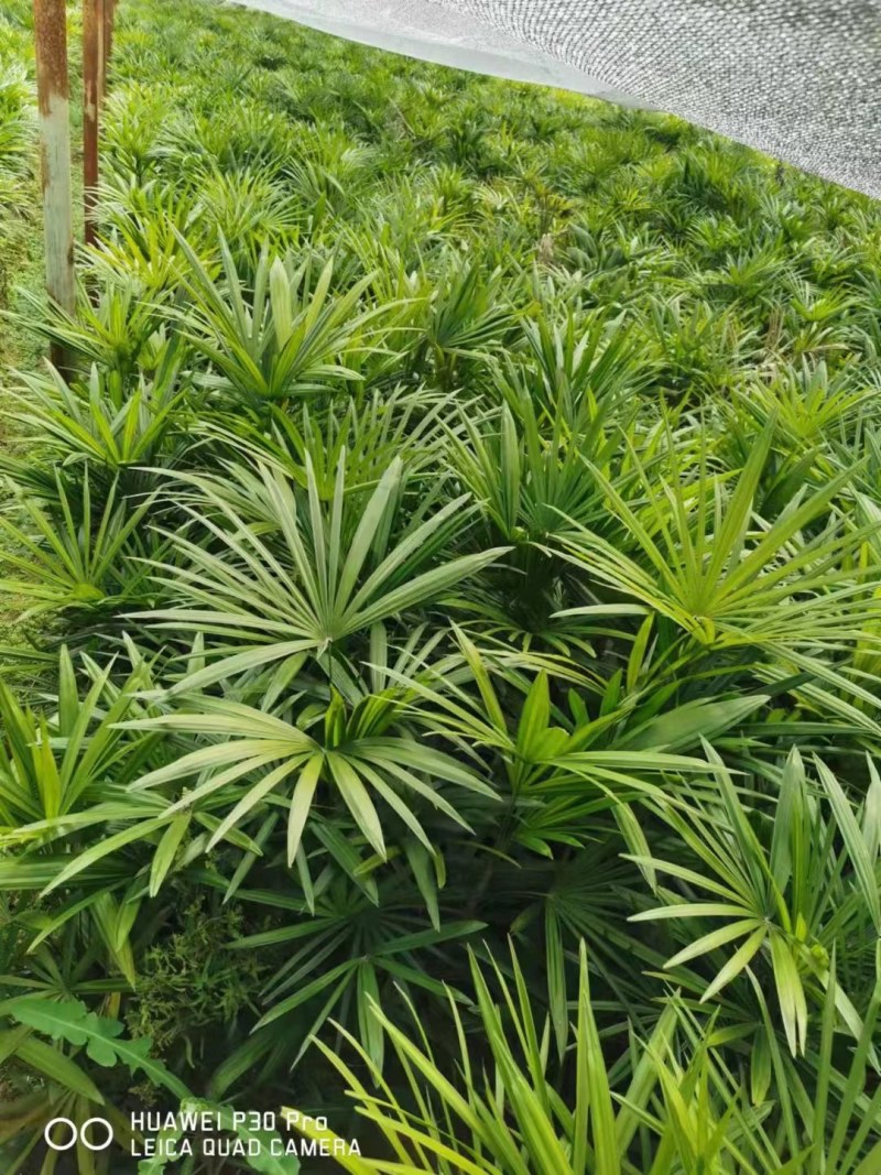 重庆巴南区棕竹.小叶棕竹大量批发价格美丽质量好