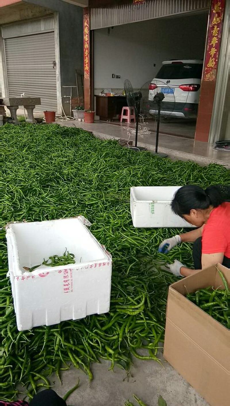 福建省三明市永安蔬菜生产基地诚邀批发商，超市可以全国发货
