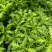 重庆永川田怡花卉木春菊