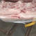 肥猪前上肉手续齐全支持样品质量保证冷链运输