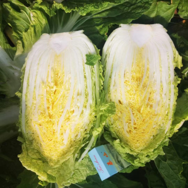 精品黄心白菜产地直发,一手货源价格优惠品质保障