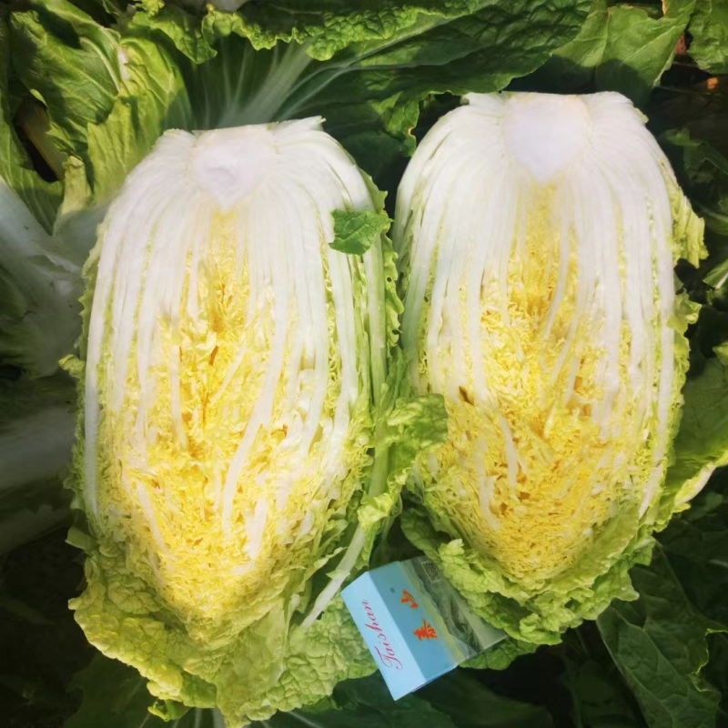 精品黄心白菜产地直发，一手货源价格优惠品质保障