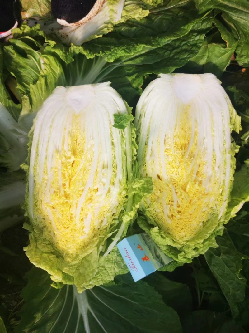 精品黄心白菜产地直发，一手货源价格优惠品质保障