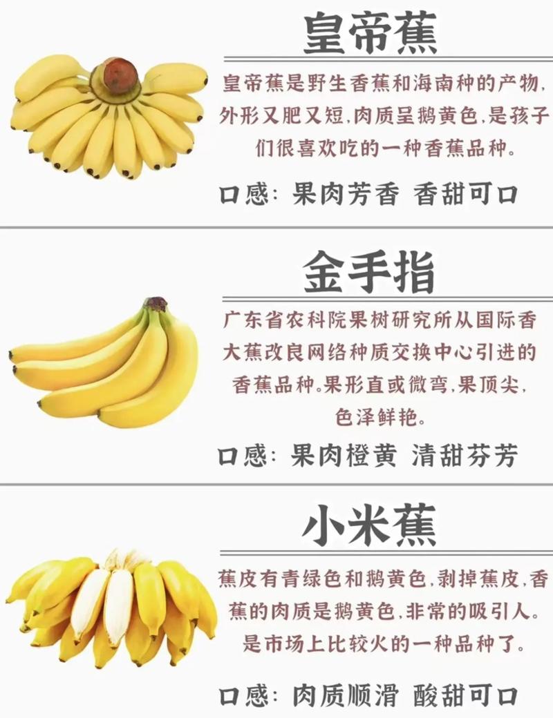 香蕉苗红香蕉苗，苹果粉蕉苗，宝品香蕉苗，小米蕉