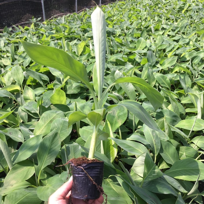 香蕉苗红香蕉苗，苹果粉蕉苗，宝品香蕉苗，小米蕉