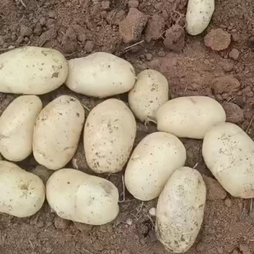广西新土豆V7沃土实验一大量现货一手货源欢迎联系