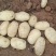 广西新土豆V7沃土实验一大量现货一手货源欢迎联系