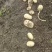 广西新土豆V7沃土实验一大量现货一手货源欢迎联系