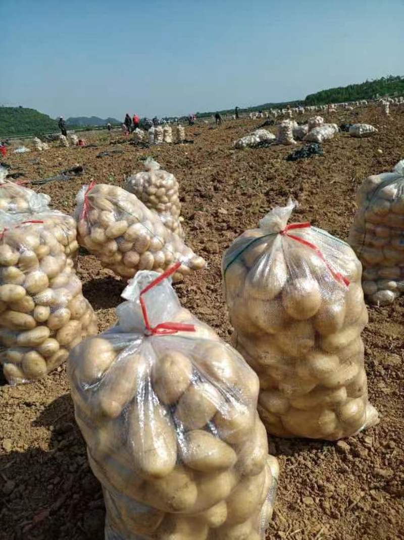 广西新土豆V7沃土实验一大量现货一手货源欢迎联系