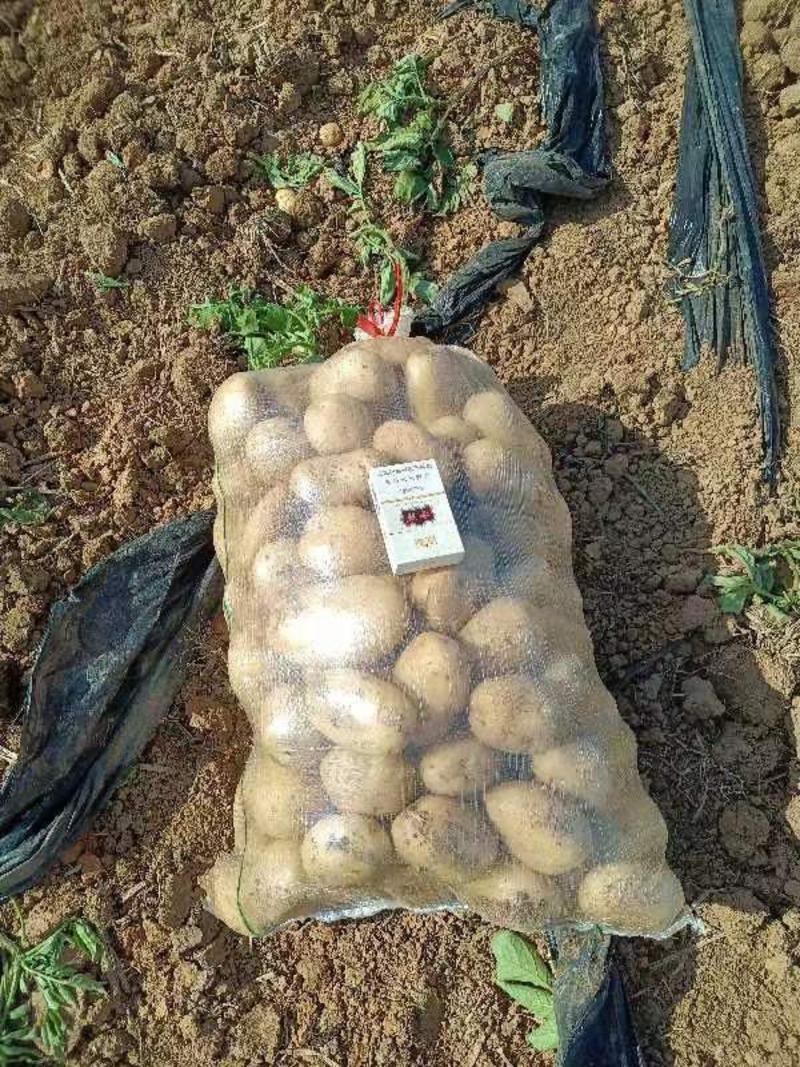 广西新土豆V7沃土实验一大量现货一手货源欢迎联系