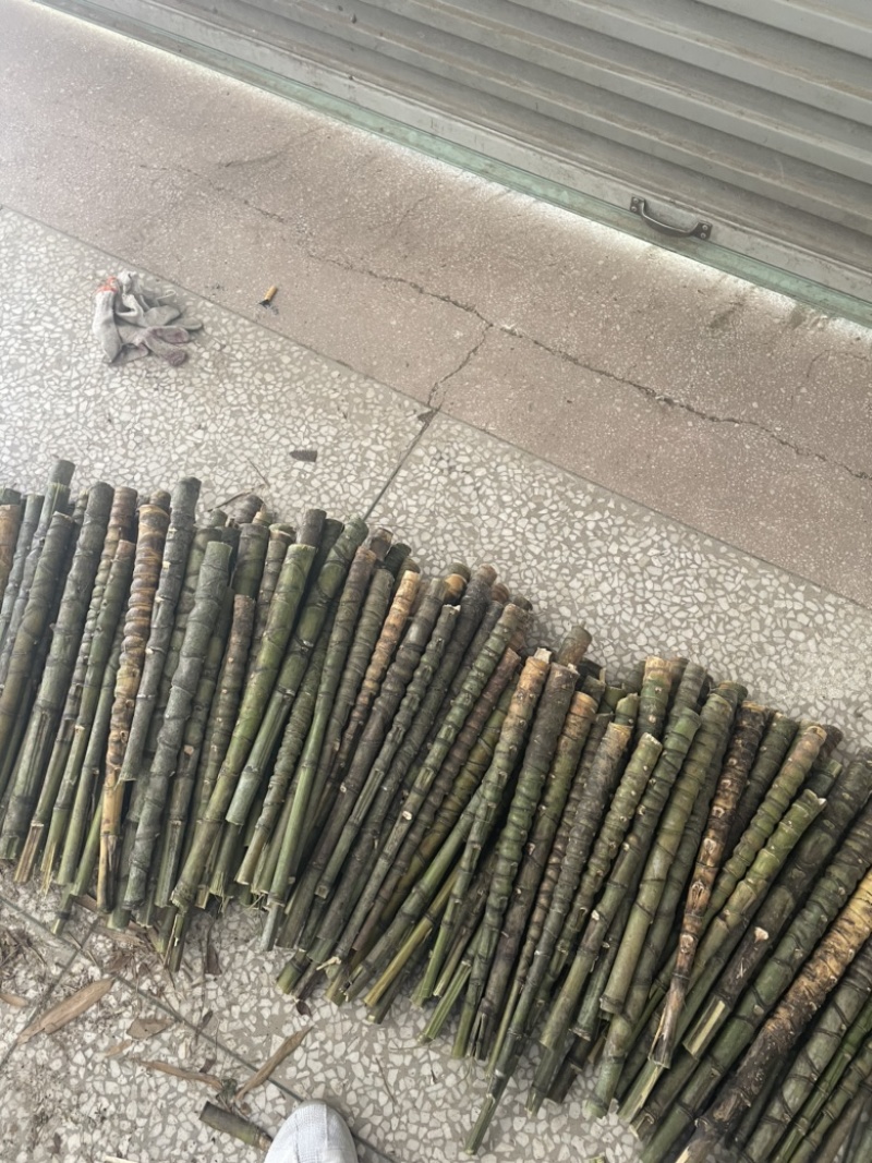 罗汉竹