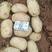 广西新土豆沃土实验一荷兰土豆希森土豆大量上市