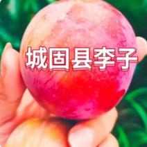 汉中李子【红宝大石早生李】全国果园直供视频【预售