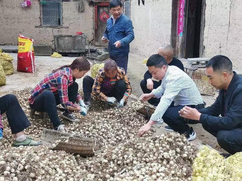 优质鲜贝母