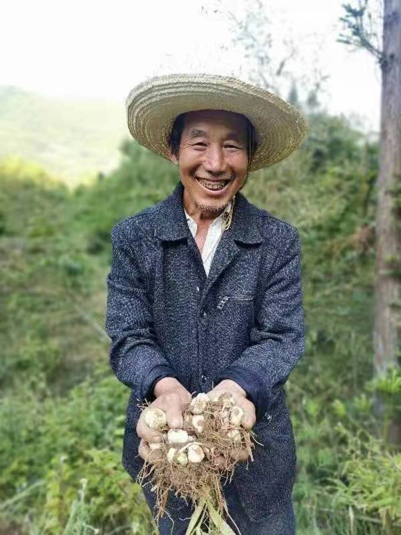 优质鲜贝母