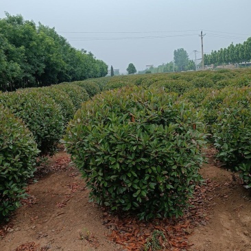 红叶石楠球，冠幅饱满，没有病虫害，土球好做。装车方便。