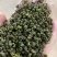 25年新产江津花椒青麻椒重庆花椒九叶青花椒云南九叶青
