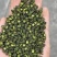 25年新产江津花椒青麻椒重庆花椒九叶青花椒云南九叶青
