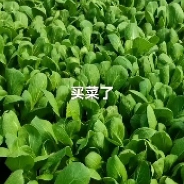 精品小，中颗油菜，蔬菜基地，全年全国代收代办