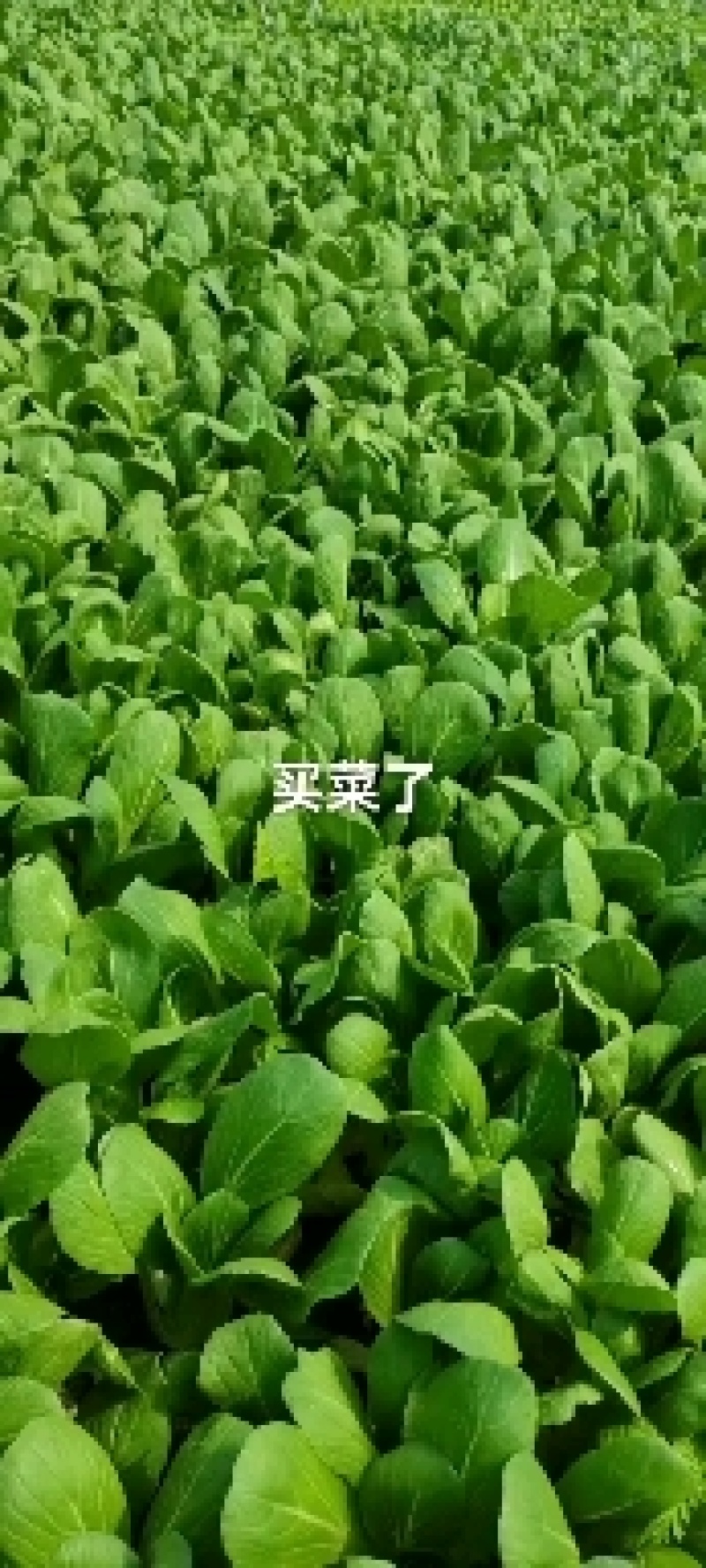 精品小，中颗油菜，蔬菜基地，全年全国代收代办